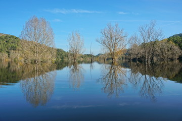 Flooded trees standing in water in a calm lake with reflections on water surface, reservoir of Boadella, Girona, Alt Emporda, Catalonia, Spain