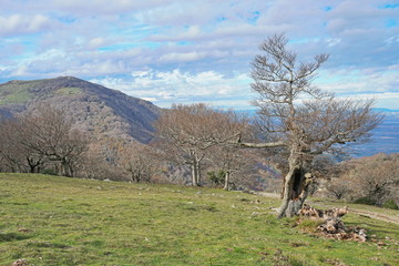 Fototapeta premium France mountain landscape old tree with the peak Neulos in background in the Albera massif, Pyrenees Orientales, Roussillon