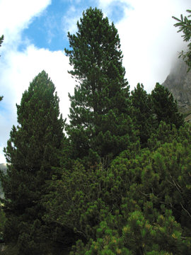 Swiss stone pines (pinus cembra) and criping pine (pinus mugo) in Tatra