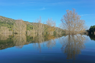 Trees standing in water in a calm lake with reflections on water surface, Spain, reservoir of Boadella, Girona, Alt Emporda, Catalonia