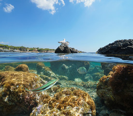 Spain seabird on rock and fish underwater, Mediterranean sea, split view half over and under water, Llanca on the Costa Brava, Catalonia