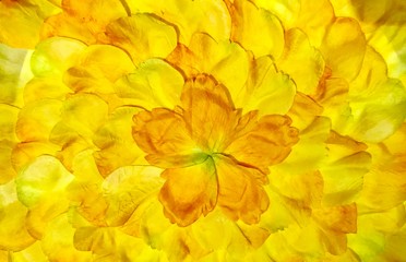 Close up view of bright yellow dried flowers -  floral background