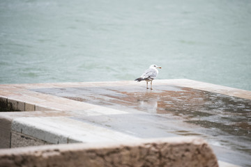 European herring gull near Venice lake in rainy day.
