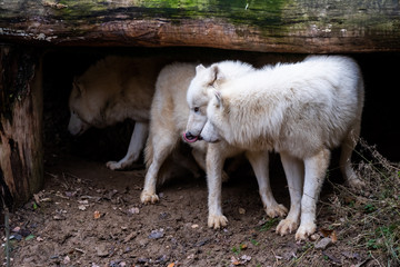 Couple de loups arctiques