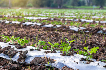 Close-up leaves of rows planted watermelons.