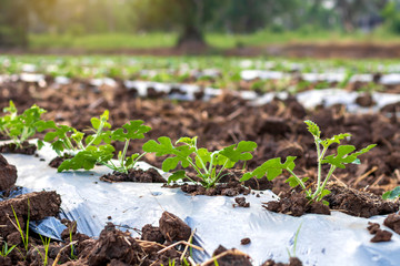 Close-up leaves of rows planted watermelons.