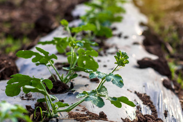 Close-up leaves planting watermelon.