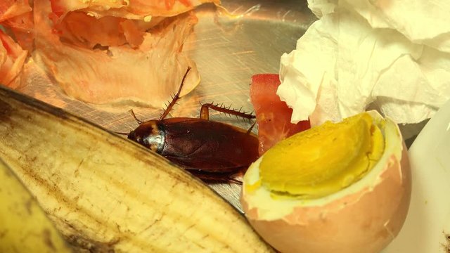 Massive american cockroach , periplaneta americana, that hides between the kitchen food residues.