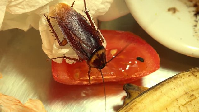 Massive american cockroach , periplaneta americana, that hides between the kitchen food residues.