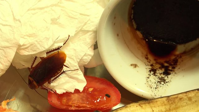Massive american cockroach , periplaneta americana, that hides between the kitchen food residues.