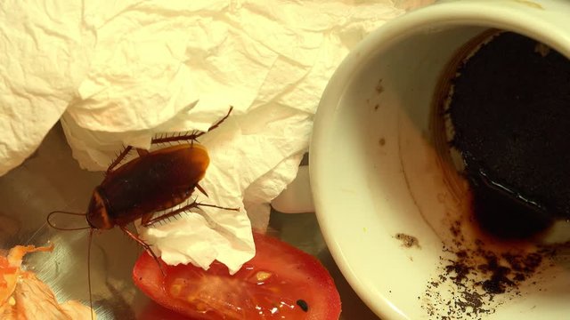 Massive american cockroach , periplaneta americana, that hides between the kitchen food residues.