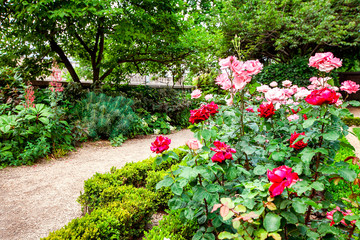 Blooming roses in the summer garden