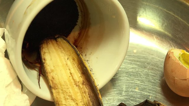 Massive american cockroach , periplaneta americana, that hides between the kitchen food residues.