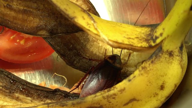 Massive american cockroach , periplaneta americana, that hides between the kitchen food residues.