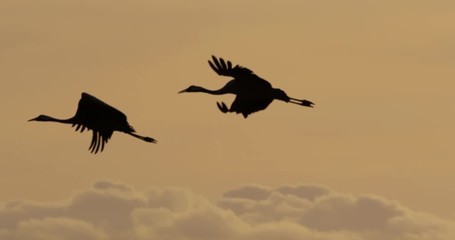 common cranes in autumn - vorpommern, Germany