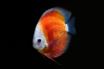 An orange discus fish (Symphysodon aequifasciatus) on a black background.