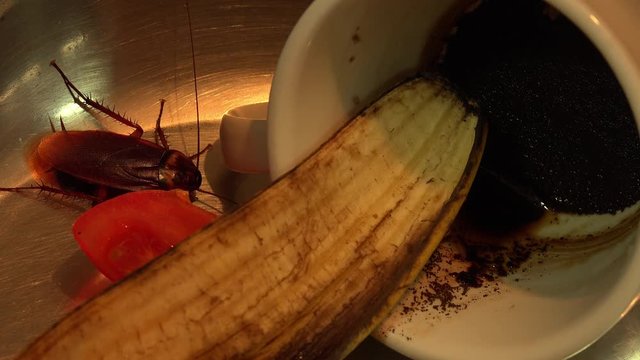 Massive american cockroach , periplaneta americana, that hides between the kitchen food residues.