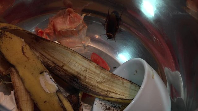 Massive american cockroach , periplaneta americana, that hides between the kitchen food residues.