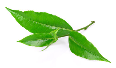 green tea leaf on white background