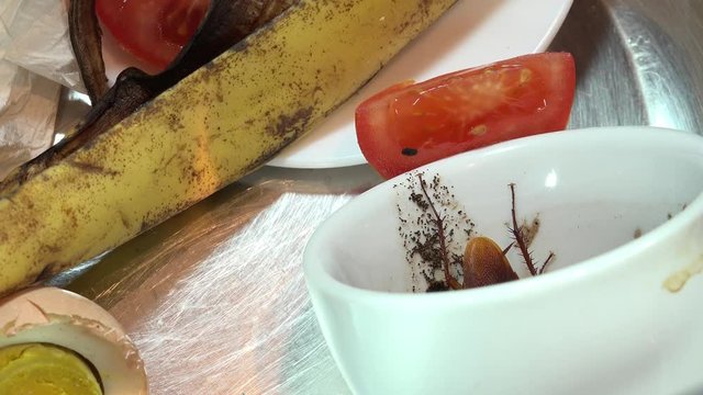 Massive american cockroach , periplaneta americana, that hides between the kitchen food residues.