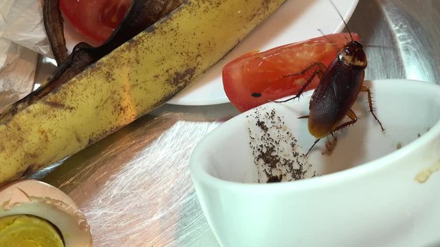 Massive american cockroach , periplaneta americana, that hides between the kitchen food residues.