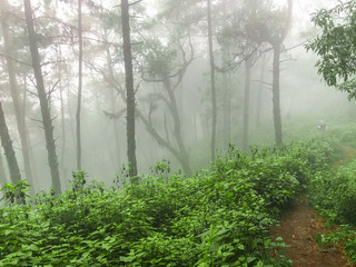 tall pine tree and heavy fog at Chaing mai, Thailand