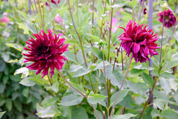 Fototapeta premium Dahlia flowers during blossoming