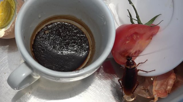 Massive american cockroach , periplaneta americana, that hides between the kitchen food residues.
