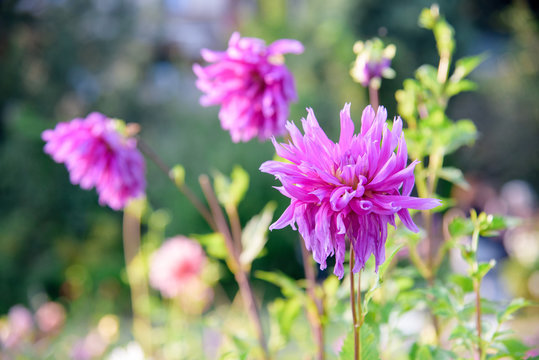 Dahlia flowers after blossoming