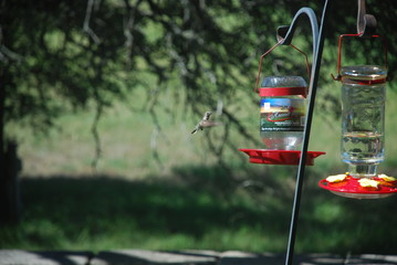 One Lone Hummingbird