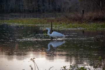 Great Egret in a swamp