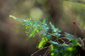 Japanese Creeping Fern
