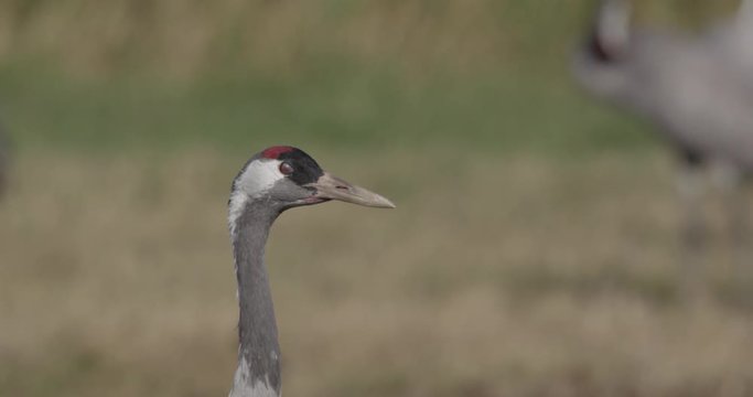 common cranes in autumn - vorpommern, Germany