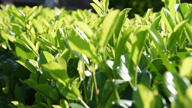 Green Bayberry Bush In Back Light