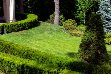 landscape design of a green meadow with a lawn and bushes planted around the boxwood hedge.
