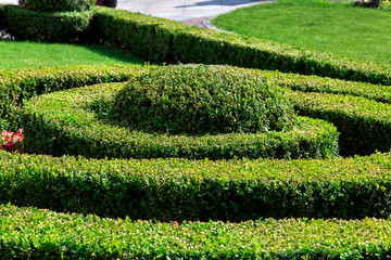 Boxwood is a hedge formed and made in the form of a spiral with a volumetric oval ball in the center of the landscape.