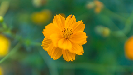yellow flower in the garden