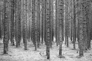 Dark Forest - Black and White