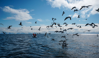 Gulls on the water.Birds of the sea water and the boat.A lot of seagulls