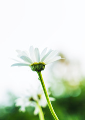 flower isolated on white background