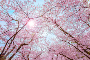 Full bloom Sakura - Cherry Blossom  at Hirosaki park, Japan