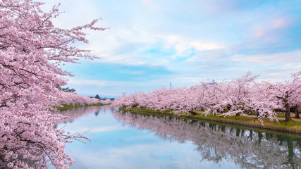 Fototapeta premium Pełny kwiat Sakura - Czereśniowy okwitnięcie przy Hirosaki parkiem, Japonia