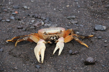Le Pakiéi de Nuku Hiva (crabe-îles Marquise)