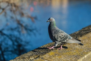 Grey and green domestic pigeon with orange eye standing on stone balustrade on a bright sunny day in city, blue water with reflection and branches in background