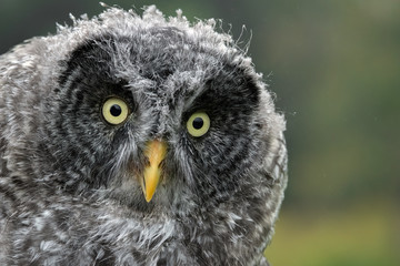 Close Up of a Juvenile Great Gray Owl