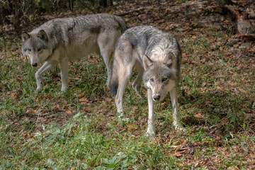 Naklejka na ściany i meble Two gray wolves in a clearing. Shallow depth of field so only the wolf in front is in sharp focus.