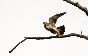 Peregrine falcon taking off