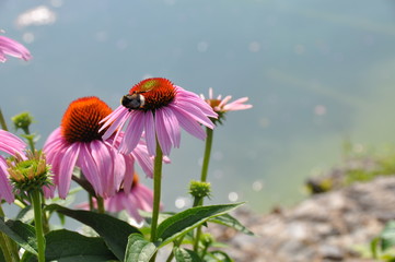 BBumble Bee and Flower