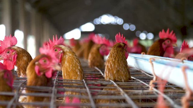 Chicken in the factory, Hens in cages industrial farm in Thailand, Animal and agribusiness, Food production and industry concept