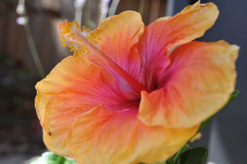 Hibiscus Flower XV